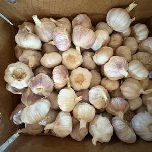 Toptan fiyat yüksek kalite tam sarımsak taze sebze satılık 100% organik saf beyaz sarımsak - Product Image 4