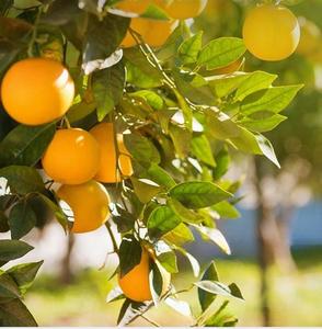 Tranches d'<span class=keywords><strong>orange</strong></span> lyophilisées provenant d'usine Gannan Navel <span class=keywords><strong>Orange</strong></span> Thé aux fruits en conserve naturel Tranches d'<span class=keywords><strong>orange</strong></span> trempées en vrac saines - Product Image 6