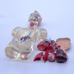 Modèle d'anatomie du torse <span class=keywords><strong>humain</strong></span> transparent, organes détachables avec cerveau et cœur pour <span class=keywords><strong>l</strong></span>'éducation - Product Image 5