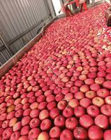 Pommes rouges fraîches Fuji et Gala, pommes sucrées et croustillantes, fournisseur en gros de Chine pour l'exportation