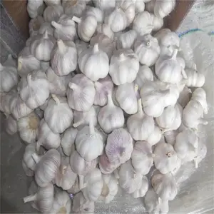 Ajo tỏi tươi 10kg/CTN bình thường tỏi trắng từ Trung Quốc để xuất khẩu