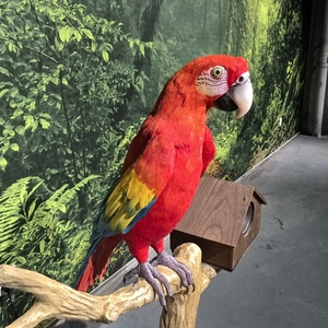 बिक्री के लिए एनिमेट्रोनिक पशु इंडोर पार्क के लिए एनिमेट्रोनिक तोता - Product Image 1