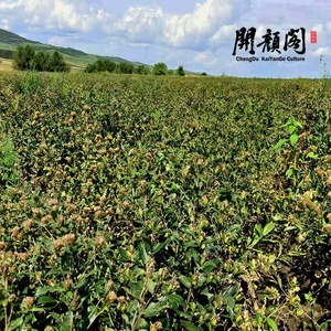 KAIYANGE China hierba medicinal al por mayor de alta calidad Bei Cang Zhu hierba tradicional china cruda Atractylodes rebanadas <span class=keywords><strong>para</strong></span> la venta - Product Image 5