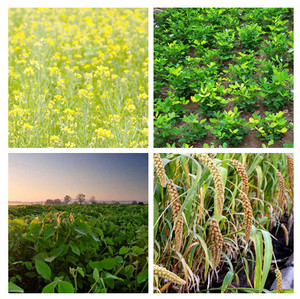 Sethoxydim 12.5% EC Herbicida Agrícola para Soja, Mijo, Cacahuete, Colza, Pastizales y Gramíneas - Product Image 2