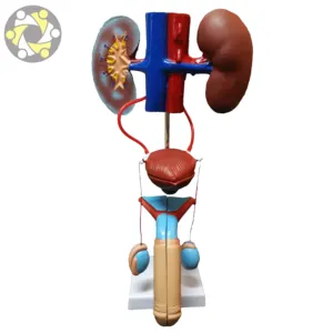 Modello anatomico del modello di educazione medica del sistema genito-urinario maschile