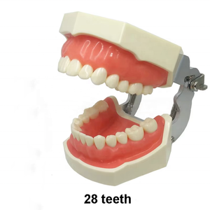 Resina Typodont staccabile 28 32 dente modello di formazione dentale manuale insegnamento orale per gli studenti dentisti apparecchiature ortodontiche - Product Image 2