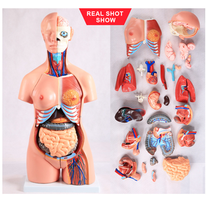 Modelo de Torso Humano Intersexual de 85 cm, 23 Partes, para Enseñanza de Ciencias Médicas, Demostración de Anatomía - Product Image 3