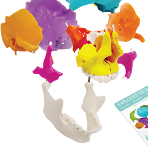 Modèle de crâne humain grandeur nature ADA-A160-II de haute qualité, 22 pièces, pour l'enseignement médical, vente chaude, didactique, couleur - Product Image 4