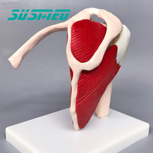 Mô Hình Giải Phẫu Khớp Vai Người Kích Thước Tự Nhiên Với Cơ Đỏ Mô Hình KHỚP VAI Khoa Học Y Tế Để Giảng Dạy - Product Image 3