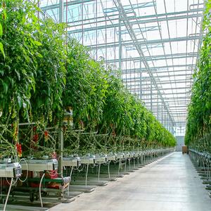 Serra commerciale del tunnel del polytunnel agricolo per il pomodoro del fungo con il sistema di raffreddamento idroponico - Product Image 5