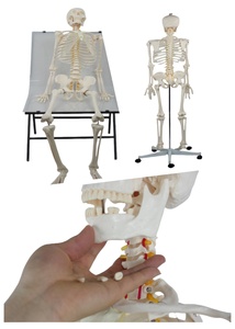 Modelo de Esqueleto <span class=keywords><strong>Humano</strong></span> Masculino de Tamaño Real de 176 cm con Nervio Espinal, Arteria Carótida, Base con Soporte, Modelo de Enseñanza de Anatomía Ósea Humana - Product Image 3