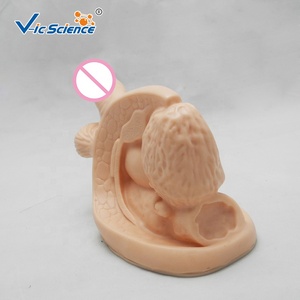 Mô Hình Giải Phẫu Y Tế Mô Hình Giải Phẫu Nội Tạng Bên Ngoài Cho Nam Tiên Tiến Mô Hình Giáo Dục Khoa Học Y Tế - Product Image 6