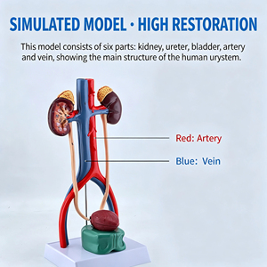 Modelo Anatómico del Sistema Urinario Humano Estereoscópico SCIEDU, Modelo del Sistema Reproductivo Médico con Ureter y <span class=keywords><strong>Vejiga</strong></span> - Product Image 2