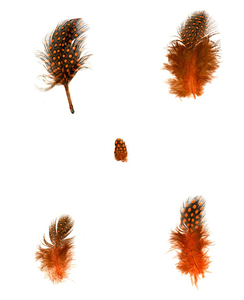 Hy Bán Buôn Nhuộm Guinea Hen Bộ Lông Trong 2-4Inch Guinea Hen Bộ Lông Lông Cho Đảng Đám Cưới - Product Image 2