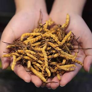 Großhandel Bulk Chinese Herbs 100% reiner chinesischer Cordy ceps getrockneter Caterpillar Pilz - Product Image 5