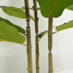 Plante artificielle de simulation de <span class=keywords><strong>figuier</strong></span> à feuilles de violon de 180 cm (6 pieds) / 160 cm (5 pieds), arbre décoratif pour la vente <span class=keywords><strong>en</strong></span> ligne - Product Image 5