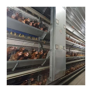 Jaula de animales de acero tipo H TBB para granja de pollos de capa, gallinero de gallinas con batería automática utilizado como gallinero para <span class=keywords><strong>pollo</strong></span> - Product Image 3