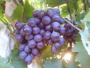 100% soluble dans l'eau 000050 engrais 50% 0-0-52 52% kh2SO4 SOP <span class=keywords><strong>sulfate</strong></span> <span class=keywords><strong>de</strong></span> potasse poudre granule l'agriculture - Product Image 6