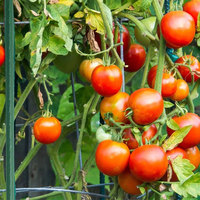 Tiges de tuyaux en acier revêtues de plastique durables, piquets de jardin en métal, supports de plantes grimpantes