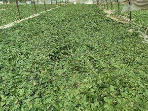 Feuilles <span class=keywords><strong>de</strong></span> laurier séchées Laurus Nobilis Hojas <span class=keywords><strong>De</strong></span> Laurel Qualité européenne Ad Vert clair Pièce Feuille crue Vente <span class=keywords><strong>de</strong></span> feuilles séchées Tabac - Product Image 5