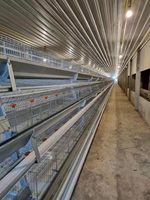 Indonésie Philippines 1000 poules, ferme avicole, une porte, un poulet