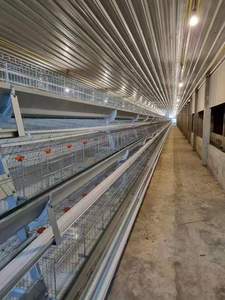 Indonesia Filipinas 1000 Gallinas Granja Avícola Una Puerta Un Gallinero - Product Image 3