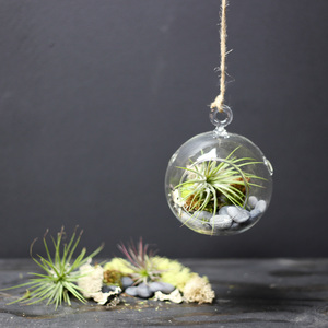 Bestes Geschenk Herb Garden Kit Glas Terrarium Vase Lebhaftes Reptil Mini Terrarium Kinder Pflanze Kit Töpfe Hängendes Glas Pflanze Terrarium - Product Image 1