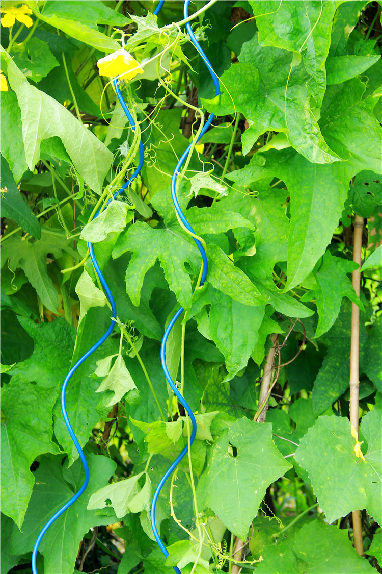 Sprial Stick Garden Spiral Support Wire Tomato Stakes For Gardenlant
