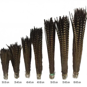 Natural al por mayor Plumas Ringneck faisán Plumas de la cola Pluma de <span class=keywords><strong>Faisan</strong></span> - Product Image 6