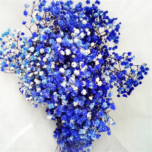 YUNNAN-ramo de flores de Gypsophile secas para bebé, granja Real Natural fresca para siempre, respiración seca - Product Image 2