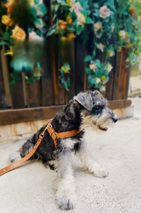 Kedatangan Stok Baru  Tersedia <span class=keywords><strong>Harness</strong></span> Dada Anjing Kulit PU Tahan Air Set Tali Kekang untuk Anjing Kecil dan Sedang <span class=keywords><strong>Harness</strong></span> Anjing - Product Image 6