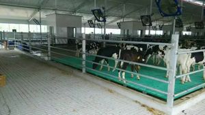 Nouveaux chèvres facilement lavables à faible entretien Revêtement de sol de saison des pluies Meilleure hygiène Évite les problèmes de peau fongiques Sols en bois Porcs - Product Image 6