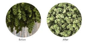 Direct Factory Wholesale Price <strong>Trimmer</strong> Table Debudder Edge for Herbs - Product Image 5