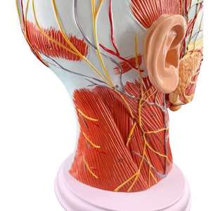 Modelo <span class=keywords><strong>de</strong></span> Media Cabeza Humana - Sección Sagital <span class=keywords><strong>de</strong></span> la Cabeza con Modelo <span class=keywords><strong>de</strong></span> Vasos Sanguíneos y Nervios - Product Image 3