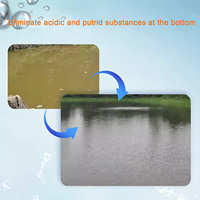 Bactéries de purification d'eau Bacillus Licheniformis à haute activité pour l'élevage de crevettes et de poissons