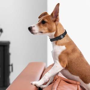 ファッションカラーラバーPVC犬用首輪 調整可能ダブルバックルシリコン防水ペット犬用首輪 - Product Image 6