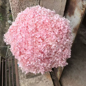 Flor de Hortensia Seca Más Popular para Decoración <span class=keywords><strong>del</strong></span> Hogar, Precio de Fábrica, Material DIY, Regalo <span class=keywords><strong>Inmortal</strong></span> para el Día de la Madre y San Valentín - Product Image 5