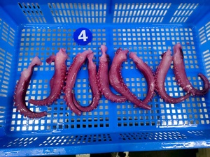 Importir Makanan Laut Cumi-cumi Beku Tentakel Cumi-cumi Makanan Laut