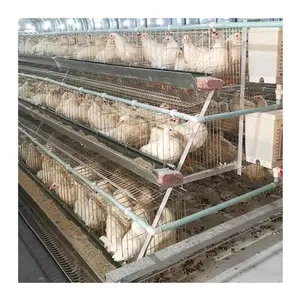 4 étages 160 oiseaux élèvent plus de poulets Automatique a Type Batterie pondeuse Cages à poulets Multifonctionnel Fourni poulailler