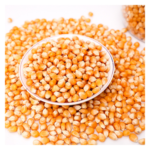 10 KG POPCORN Kernels Corn Seeds - PRODUCT OF AUSTRALIA