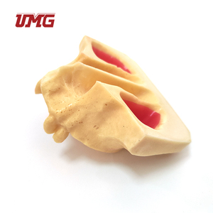 Modelo de Implante Dental para Enseñanza, Modelo de Dientes del Seno Maxilar para Práctica Odontológica - Product Image 2