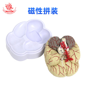 Modèle anatomique du cerveau humain, modèle d'artère cérébrale, modèle de structure cérébrale, modèle de cerveau, modèle de vaisseaux sanguins cérébraux - Product Image 3