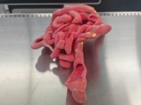 Modelo de Simulación Anatómica para la Educación en Enfermería y Formación en Salud