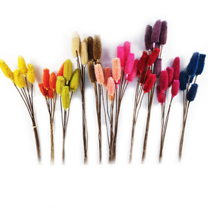 Été flora En Gros séché naturel Plus de grain de fruits pour la maison Décoration De Noël fleurs séchées <span class=keywords><strong>dipsacus</strong></span> sativus - Product Image 5