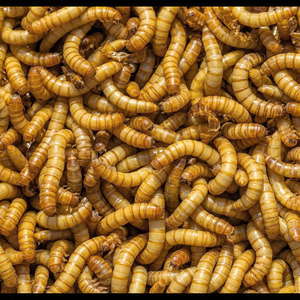 Mangime per Pesci Ornamentali di Piccole Dimensioni ad Alto Contenuto Proteico, Snack per Animali Domestici che Esalta il Colore, 100% Naturale in Sacchetti per Guppy, Frappi, Tartarughe e Gamberetti - Product Image 3