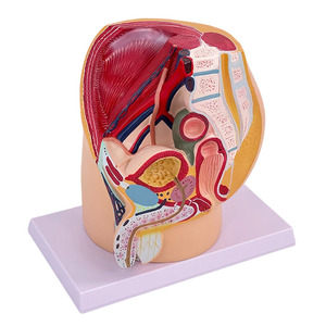 Modelo Anatómico del Sistema Urinario y Reproductor Masculino, Maniquí Humano de PVC Avanzado con Tacto Realista para Ciencias Médicas - Product Image 2