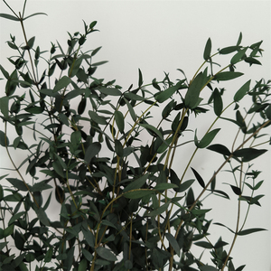 Hojas y Ramas de Eucalipto Preservadas, Rellenos Florales Secos de 60-70 cm, Liofilizados, Precio de Fábrica - Product Image 4