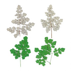 <span class=keywords><strong>Flores</strong></span> de <span class=keywords><strong>Corydalis</strong></span> Secas y Prensadas, Sin Teñir, Envasadas al Vacío para Arte de Uñas, Maquillaje y Manualidades con Resina, Especímenes Botánicos Naturales - Product Image 1