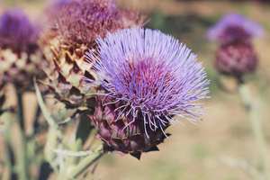 Натуральный травяной Силимарин 80% экстракт расторопши порошок - Product Image 2