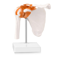 Modelo de articulación de hombro de esqueleto humano, simulación de plástico, tipo de anatomía médica